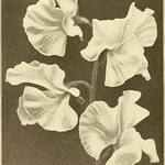 Image from page 601 of "The American florist : a weekly journal for the trade" (1885)