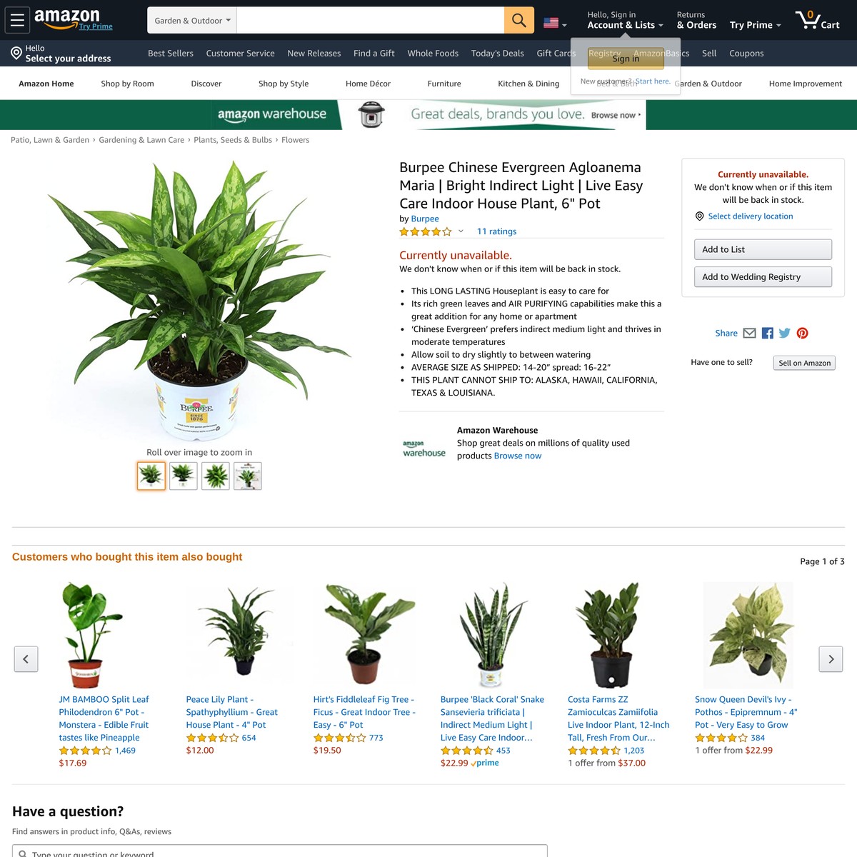 Burpee Chinese Evergreen Agloanema Maria Bright Indirect Light Live