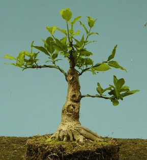 bonsai_4_1.jpg