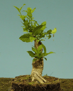 bonsai_4_2.jpg