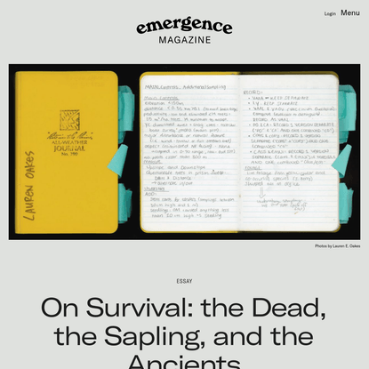 On Survival: the Dead, the Sapling, and the Ancients - Emergence Magazine