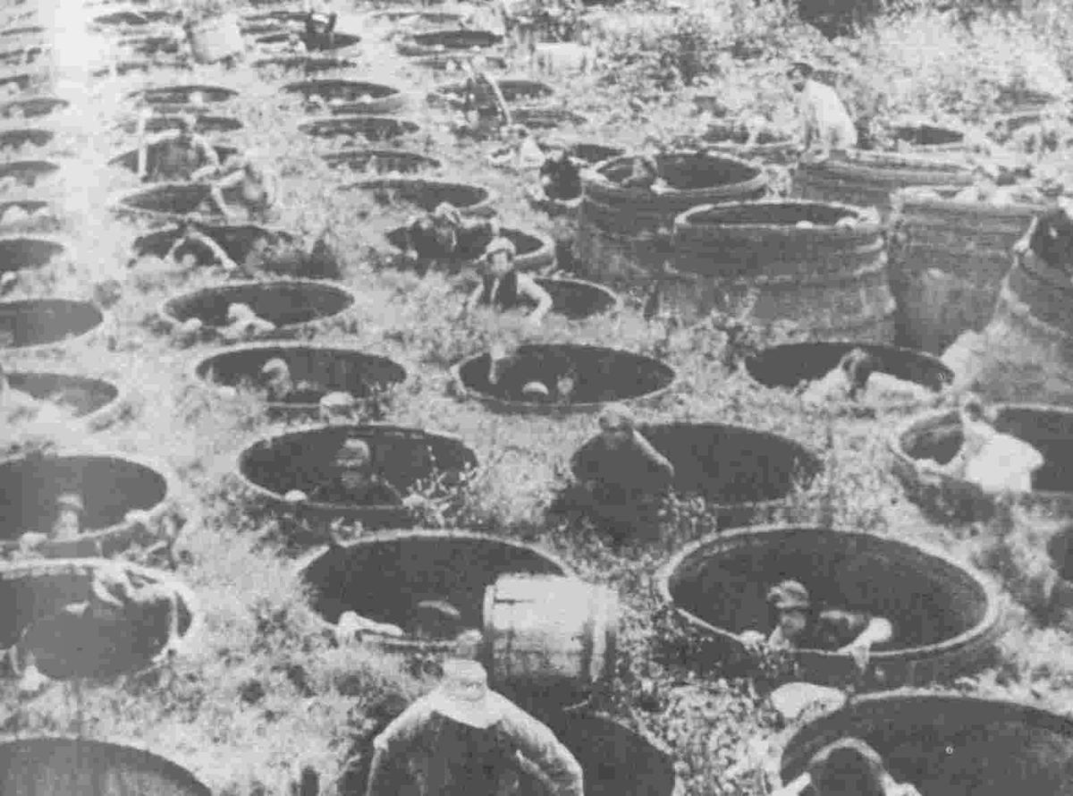 genetic linkage; the 'map unit' for the organic intensity; transpierce