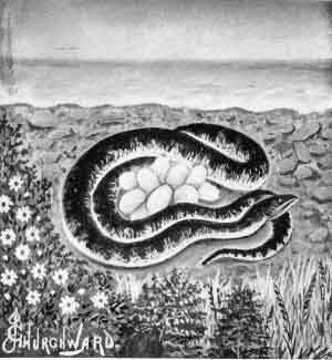 mora — delay and duration — weight of utterance (2)