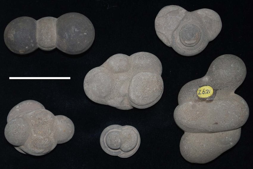 specimens-of-fairy-stones-calcareous-concretions-from-the-fairy-dean-near-galashiels.jpg