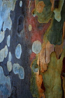Ambient Bark Colours