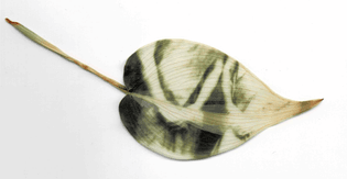 Chlorophyll print