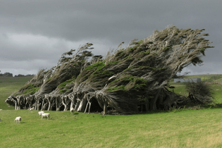 Windblown banyans, New Zealand.