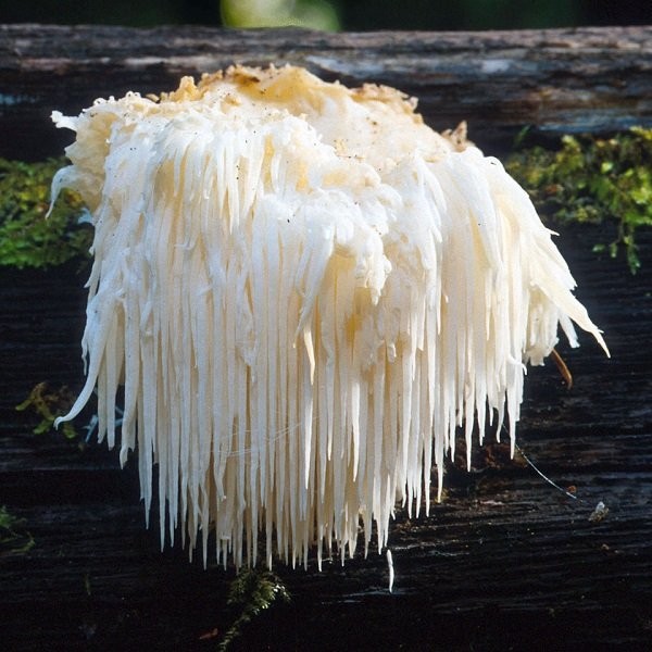 Bearded Tooth Mushroom (Hericium erinaceus)
