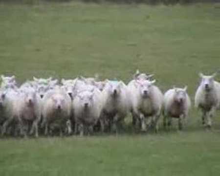 The Working Sheepdog ( Border Collies ) in training