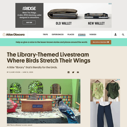 The Library-Themed Livestream Where Birds Stretch Their Wings