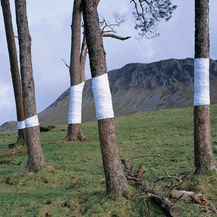 tree-wrapping.jpg