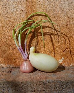 Eḷavaḷu ("vegetables" in Sinhala) a series of still lifes exploring vegetables and plants of Sri Lanka. In collaboration wit...