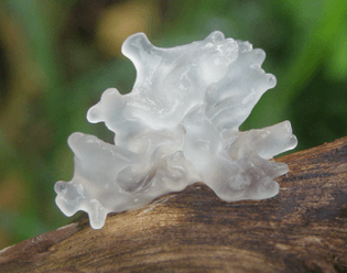 snow-fungus-tremella-fuciformis-549-p.jpg