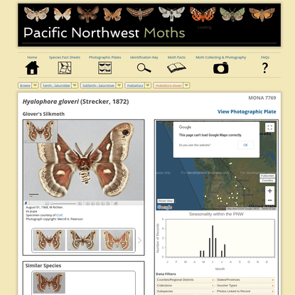 PNW Moths | Hyalophora gloveri