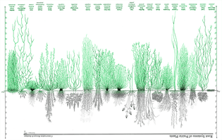 Root System of Prairie Plants