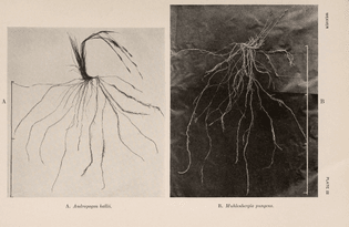 The Ecological Relations of Roots by John Ernest Weaver (1919)