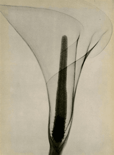 X-Ray of a Lily
