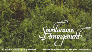 Landa Conservatory - Spontaneous Arrangement