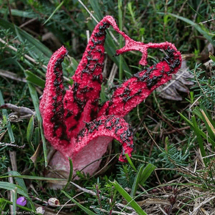  Devil’s Fingers fungus (Clathrus archeri)