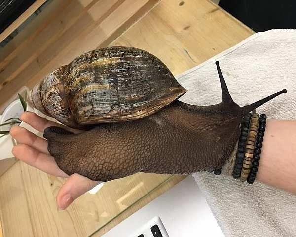 African giant snail