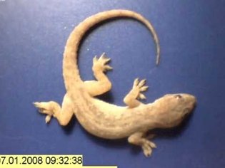 Time lapse - whole gecko eaten by ants in just a few hours!