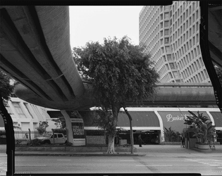 Daniel Temkin - Straightened Trees