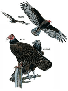 turkey-vulture-sighting-21824123.jpg