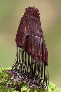slime mold with a cute springtail (Collembola) on top