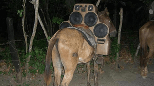 donkey-speakers-1.jpg