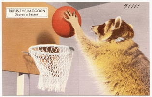 1920px-rufus_the_raccoon-_scores_a_basket_-91111-.jpg