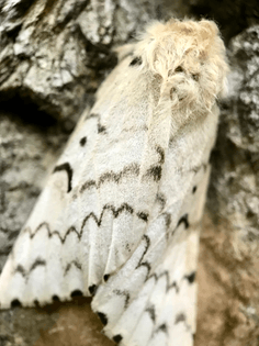 Dagger moth. 