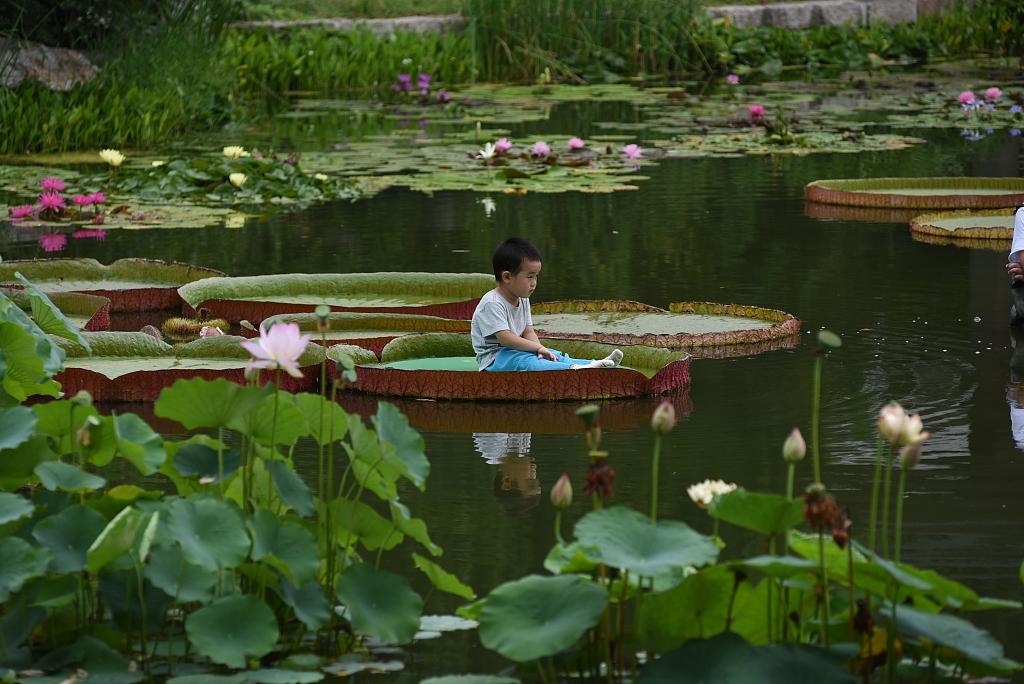 Water Lilies, Beijing