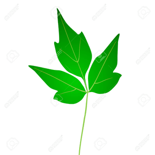 42544263-fresh-green-eastern-poison-ivy-leaf-isolated-on-white.jpg