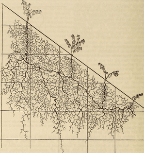 The Ecological Relations of Roots by John Ernest Weaver (1919)
