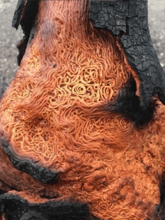 Burned tree