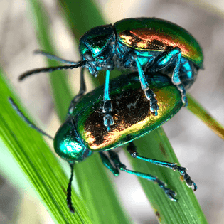 Dogbane leaf beetles. Hubba Hubba.