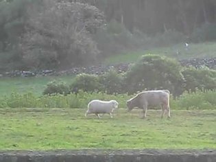Sheep teaches young bull to head butt, Terceira Azores