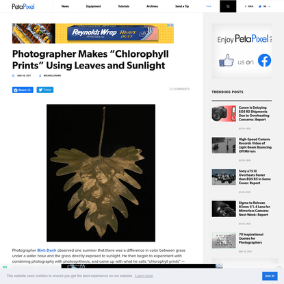 Photographer Makes "Chlorophyll Prints" Using Leaves and Sunlight