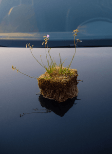 carl-kleiner-2019-july-sweden-skane-still-life-grass-piece-cars-hood-01-1400x1920.jpg