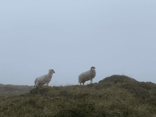 Photo of Sheep in the Northern English Hills