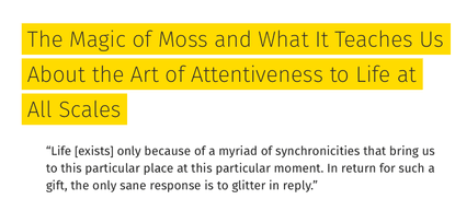 The Magic of Moss and What It Teaches Us About the Art of Attentiveness to Life at All Scales