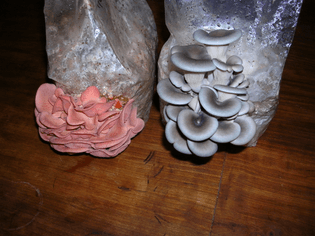 oyster-bags.26-2.jpg