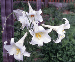 Lilium Philipinense (Philippine Lily)