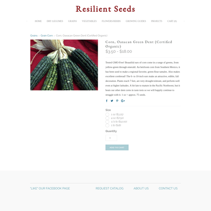Corn, Oaxacan Green Dent (Certified Organic)