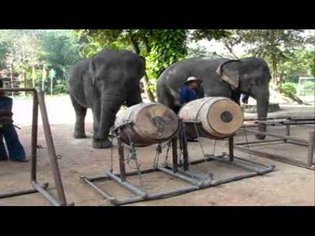 THAILAND'S ELEPHANT ORCHESTRA PLAY