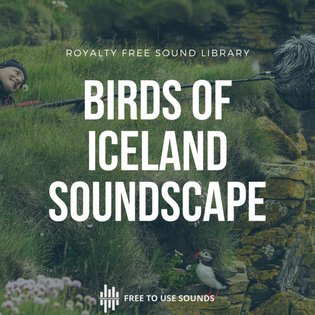 Birds Of Iceland - Seagulls, Puffins, Gannets, Guillemots, Razorbills, Snipes, by freetousesounds
