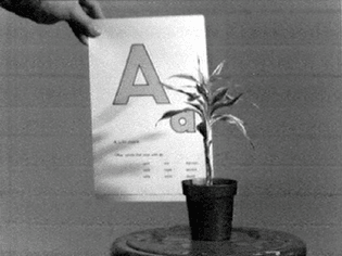 John Baldessari, Teaching a Plant the Alphabet (1972)
