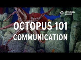 Octopus 101 | Communication!