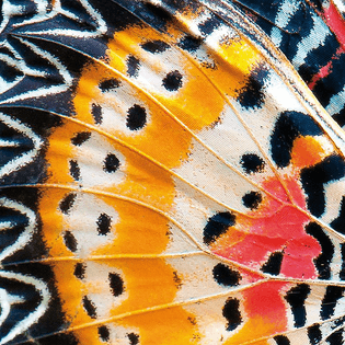 butterfly-wing.jpg