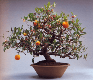 kumquat bonsai